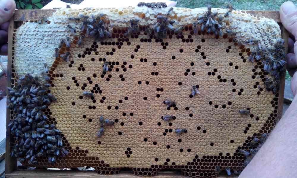 Kvalitní včelí oddělky 39x24, 2024 - foto 3