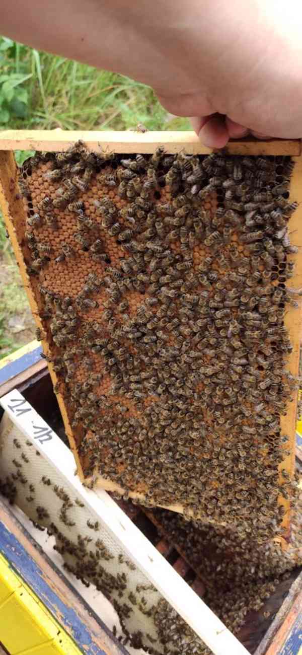 Kvalitní včelí oddělky 39x24, 2024