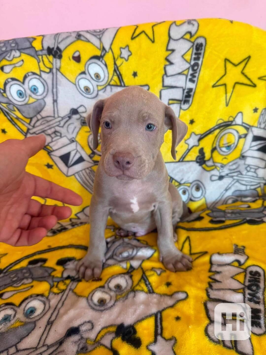 Americký pitbulterier pitbul pitbull silver lilac rare Top - foto 1