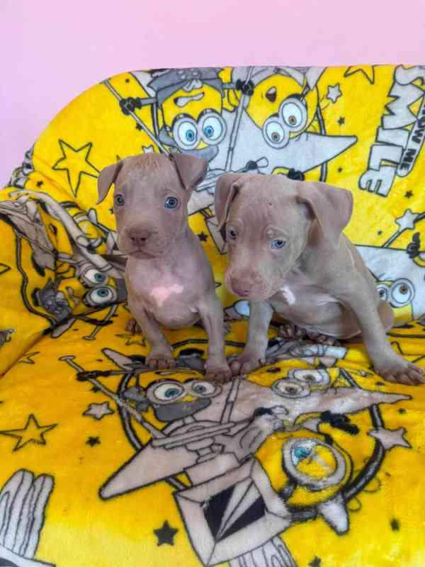 Americký pitbulterier pitbul pitbull silver lilac rare Top - foto 2