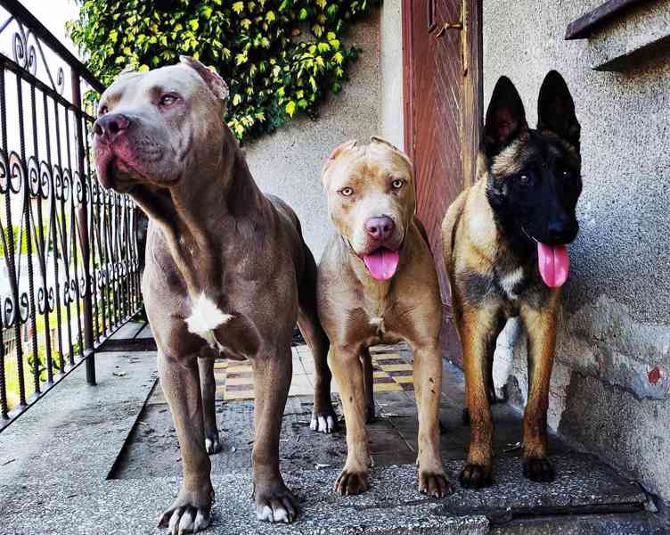 Americký pitbulterier pitbul pitbull silver lilac rare Top - foto 7