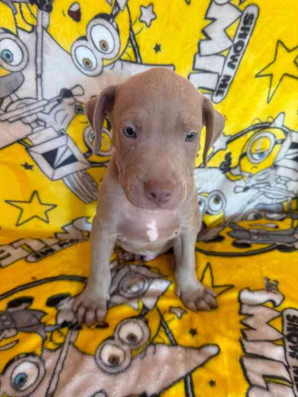 Americký pitbulterier pitbul pitbull silver lilac rare Top - foto 4