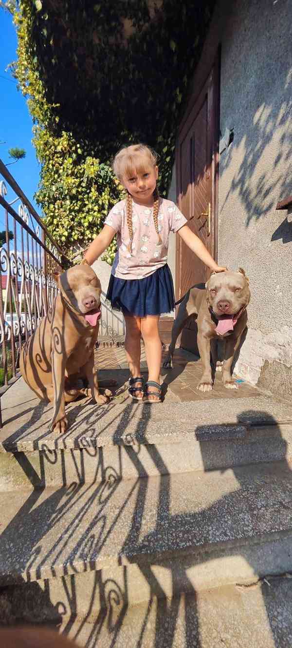 Americký pitbulterier pitbul pitbull silver lilac rare Top - foto 6