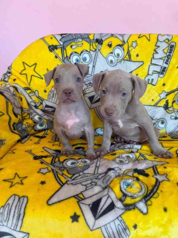 Americký pitbulterier pitbul pitbull silver lilac rare Top - foto 5