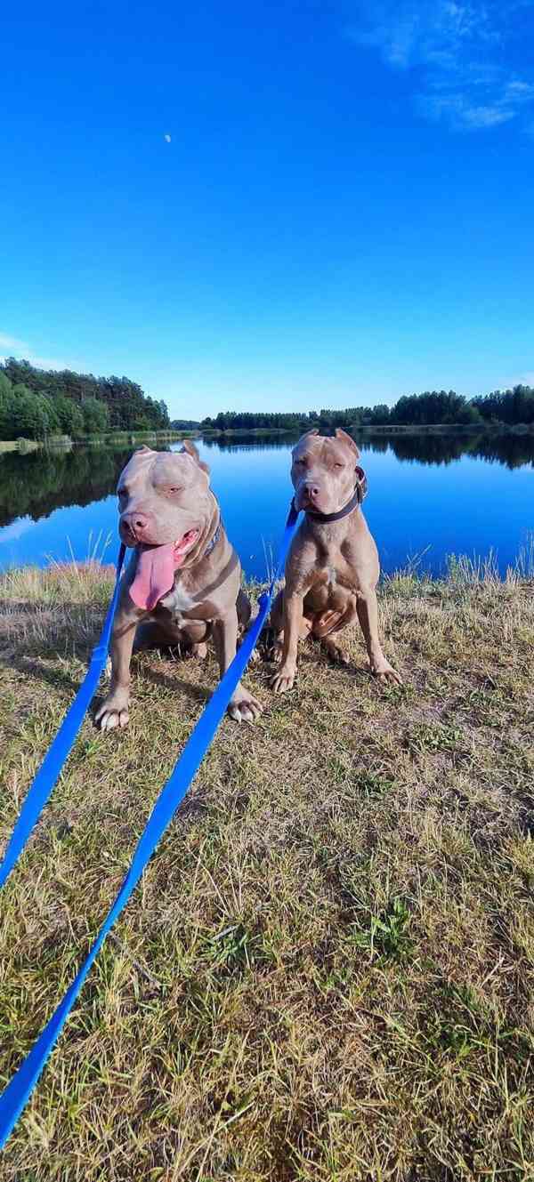 Americký pitbulterier pitbul pitbull silver lilac rare Top - foto 8