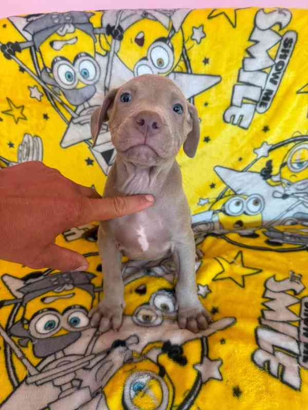 Americký pitbulterier pitbul pitbull silver lilac rare Top - foto 3