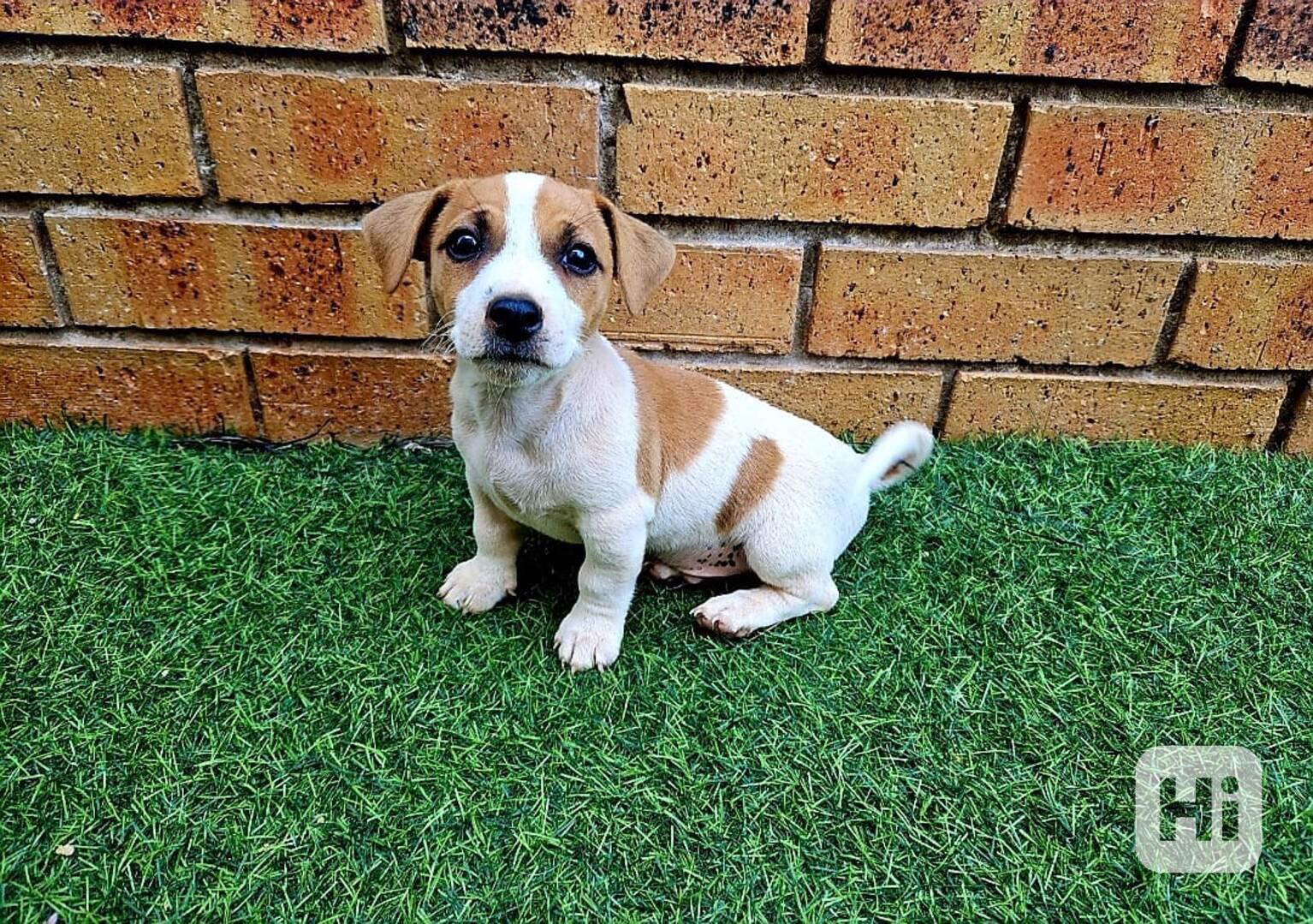 Štěňata Jack Russell teriéra - foto 1