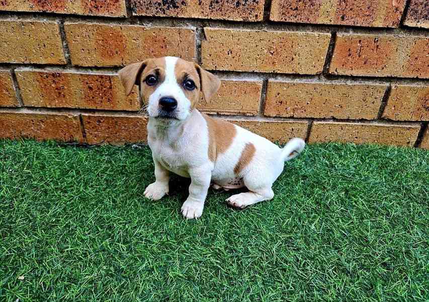 Štěňata Jack Russell teriéra - foto 1