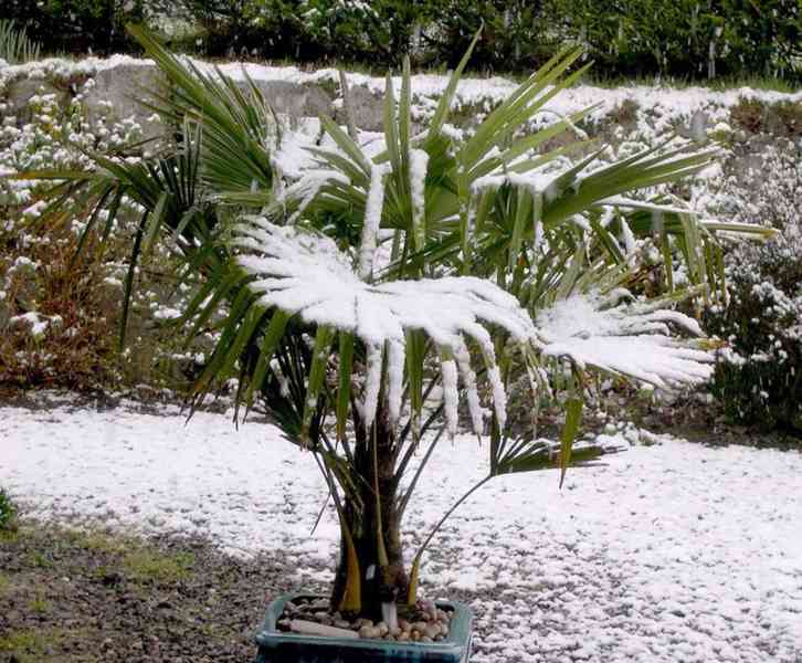 10 ks sazenice palma Trachycarpus fortunei