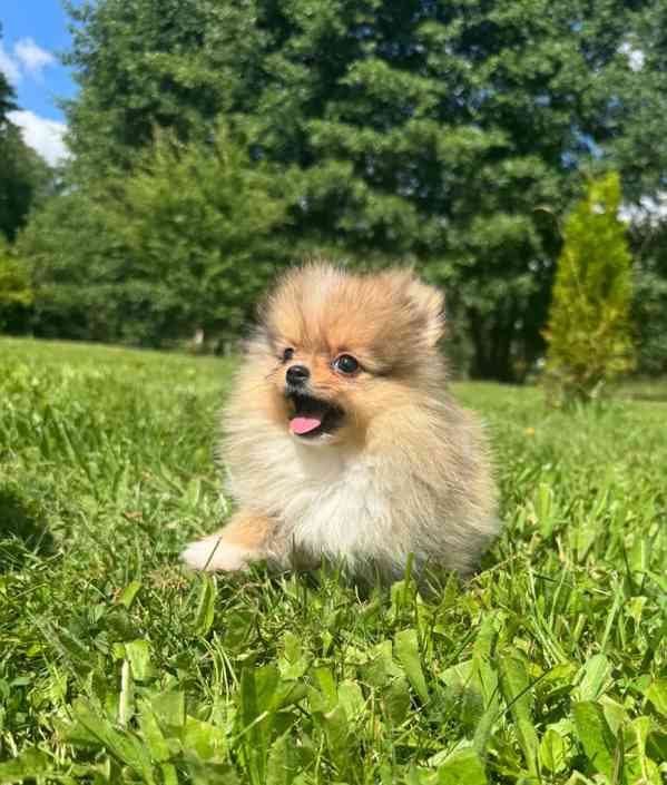 Pomeranian mini kluk - foto 2