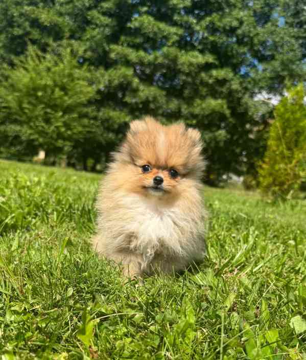 Pomeranian mini kluk - foto 1