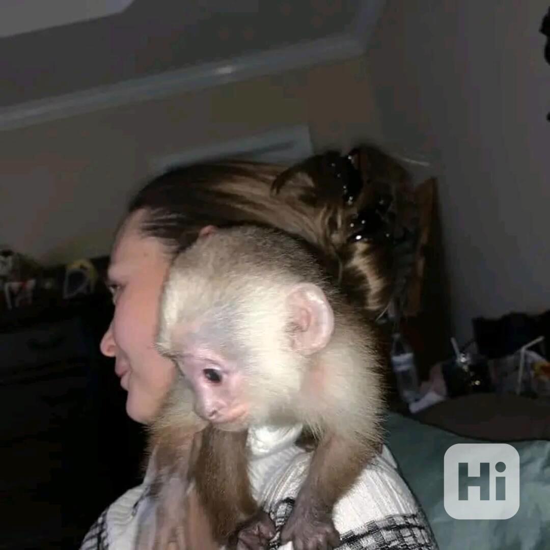  Pozoruhodný hravý kapucín - foto 1