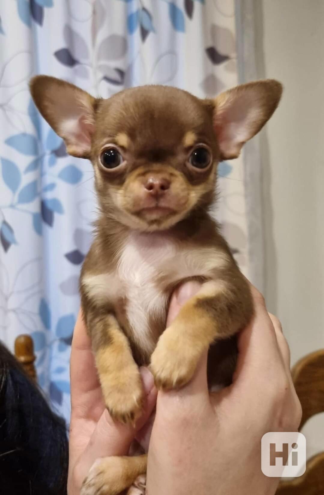 Rozkošná, super malá štěňátka čivav k dispozici, 11 týdnů st - foto 1