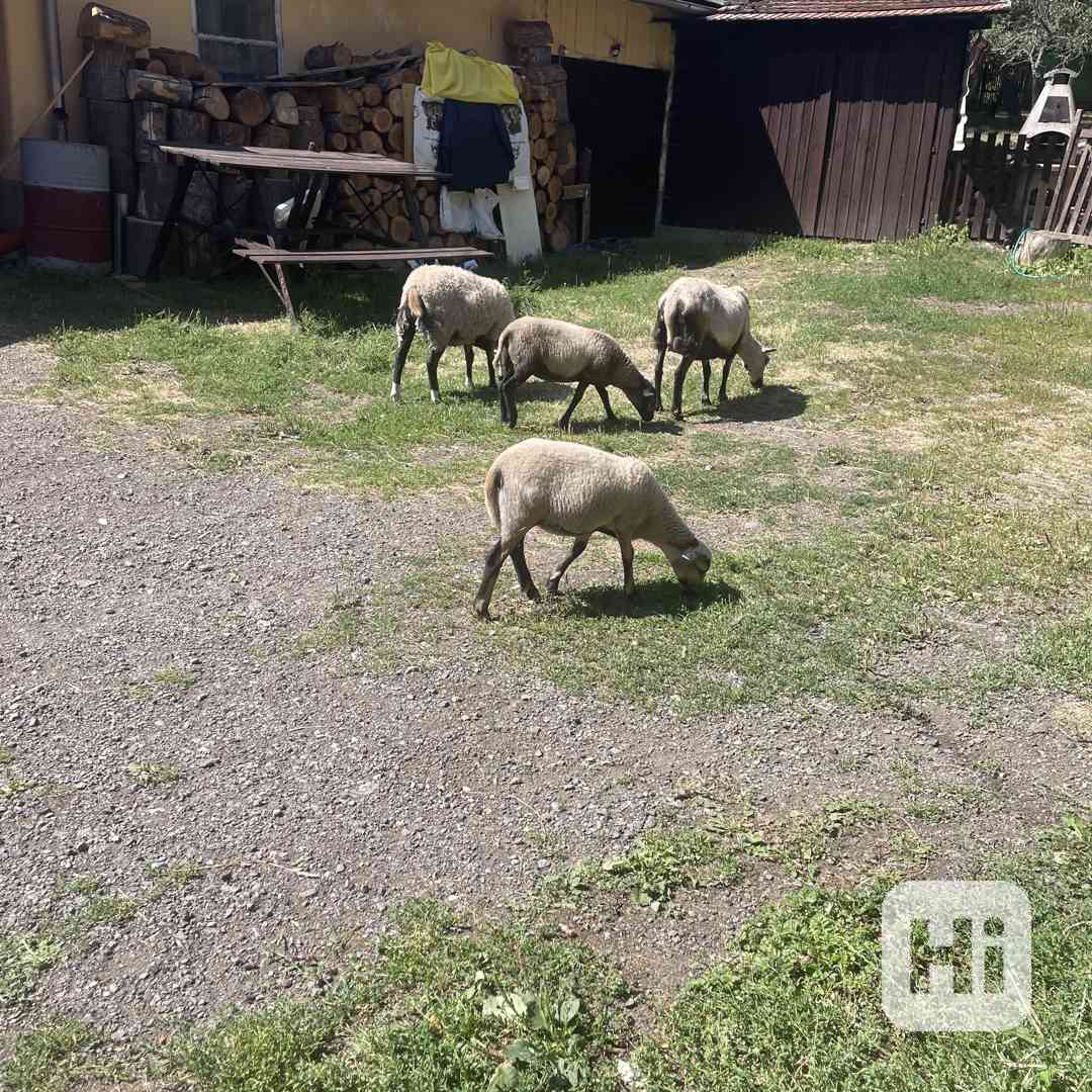 Ovce - foto 1