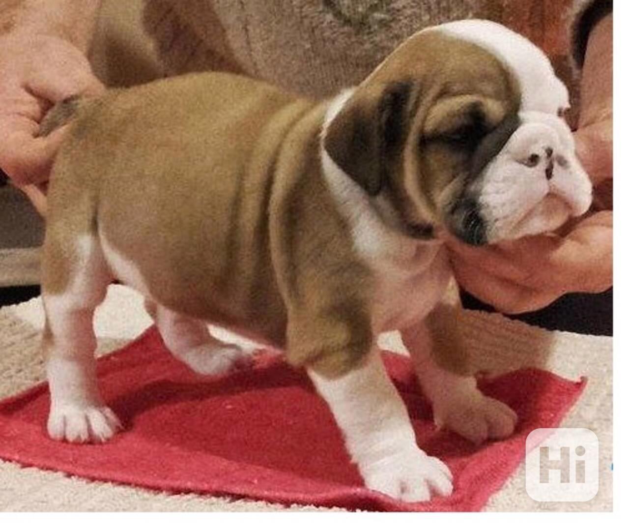 Štěňata anglického buldoka - foto 1