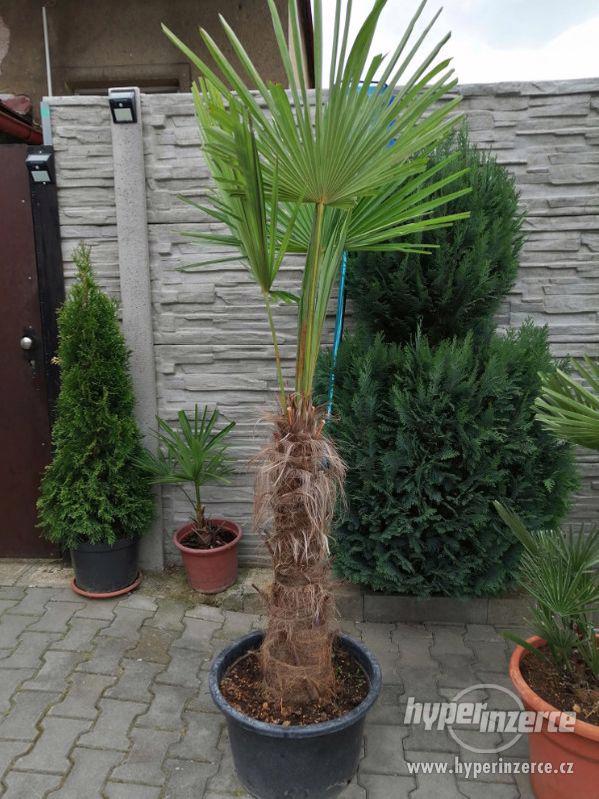 Prodám palmu Fortunei a Humilis (různé velikosti), dobírka - foto 2