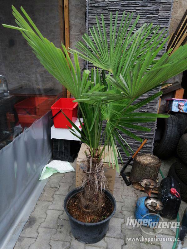 Prodám palmu Fortunei a Humilis (různé velikosti), dobírka - foto 4