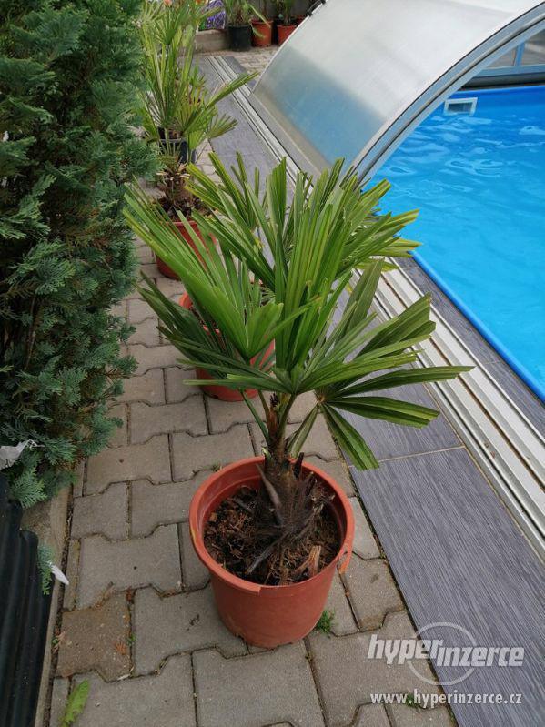 Prodám palmu Fortunei a Humilis (různé velikosti), dobírka - foto 9