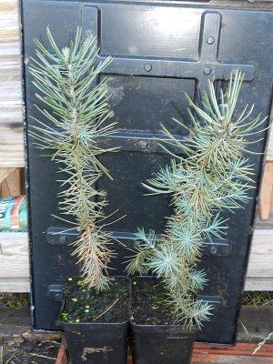 Pinus edulis - foto 1