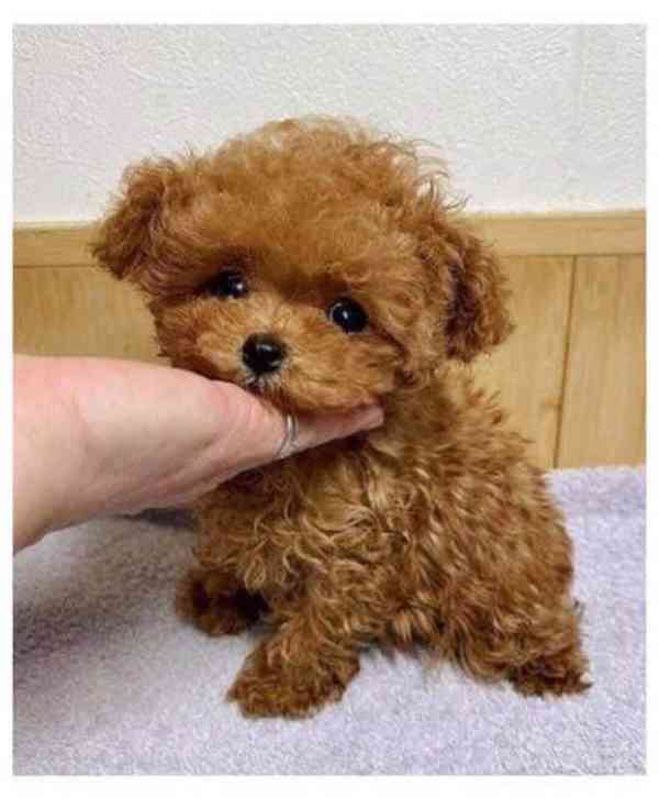 Štěňata pudla k adopci