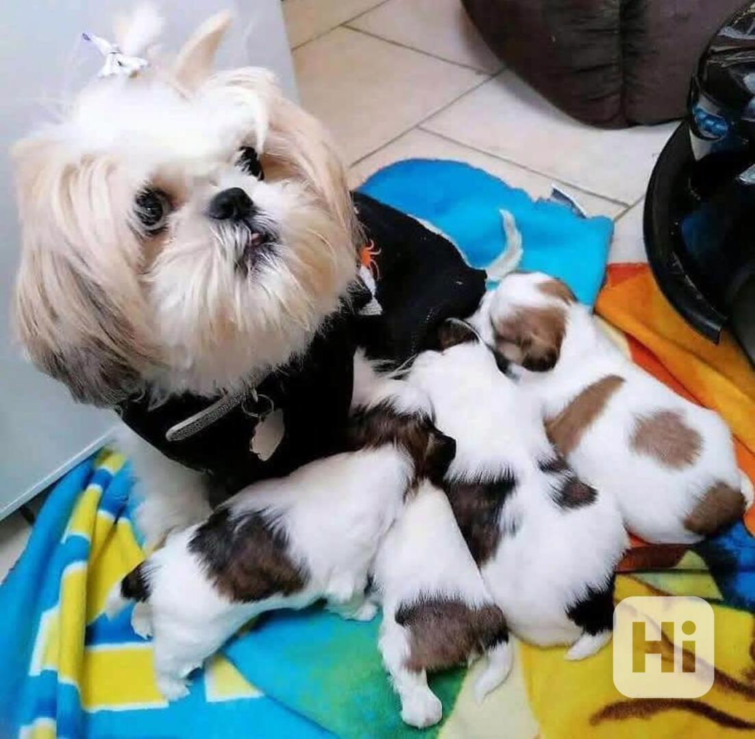 super roztomilá a zdravá štěňata Shih Tzu - foto 1