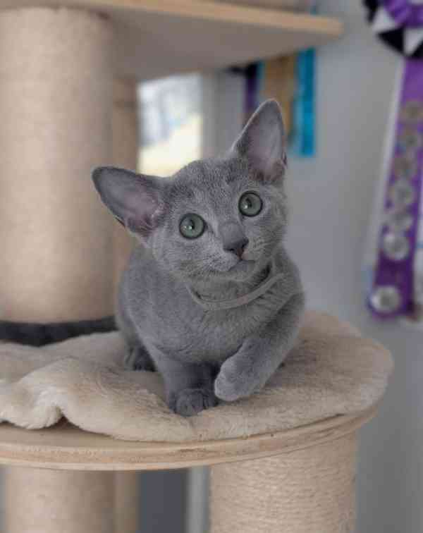  Roztomilá a bezplatná ruská modrá koťátka k bezplatné adopc - foto 2