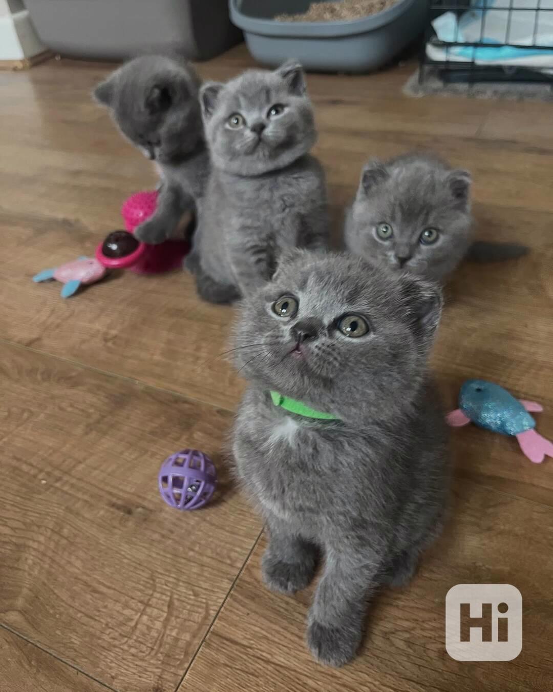 🐾 Krásné britské krátkosrsté kotě k dispozici 🐾 - foto 1