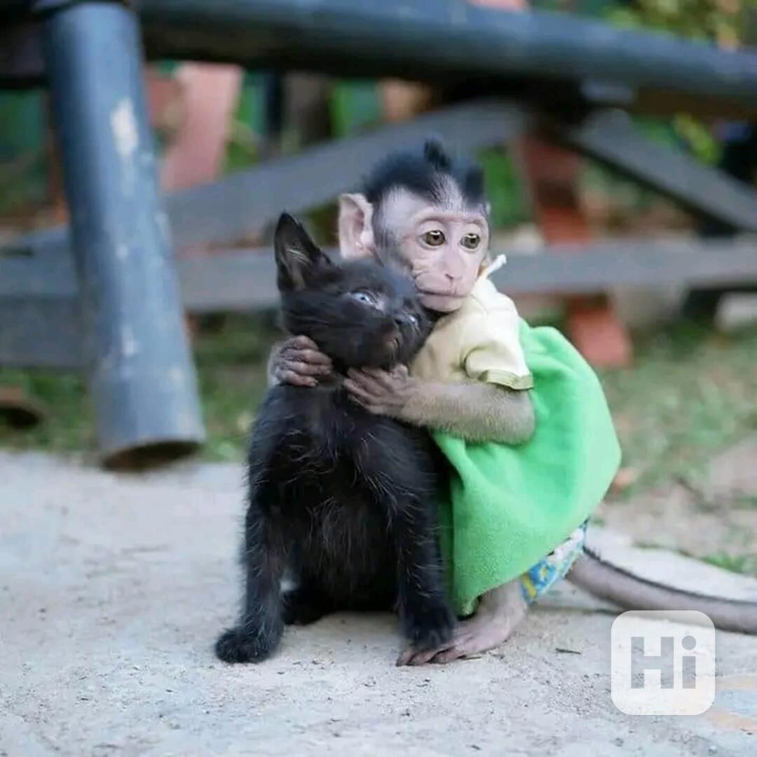 Krásný kapucín ihned k vyzvednutí     - foto 1