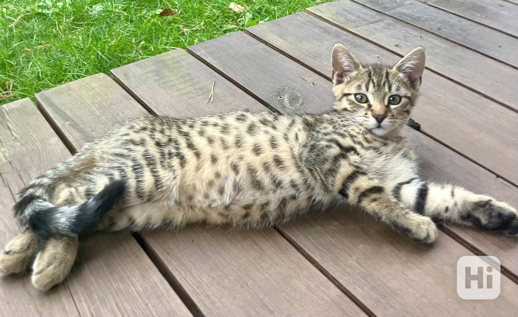 Bengálské kotě - foto 1