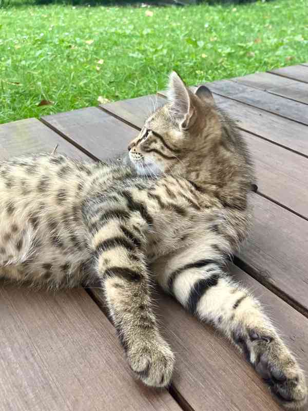 Bengálské kotě - foto 2