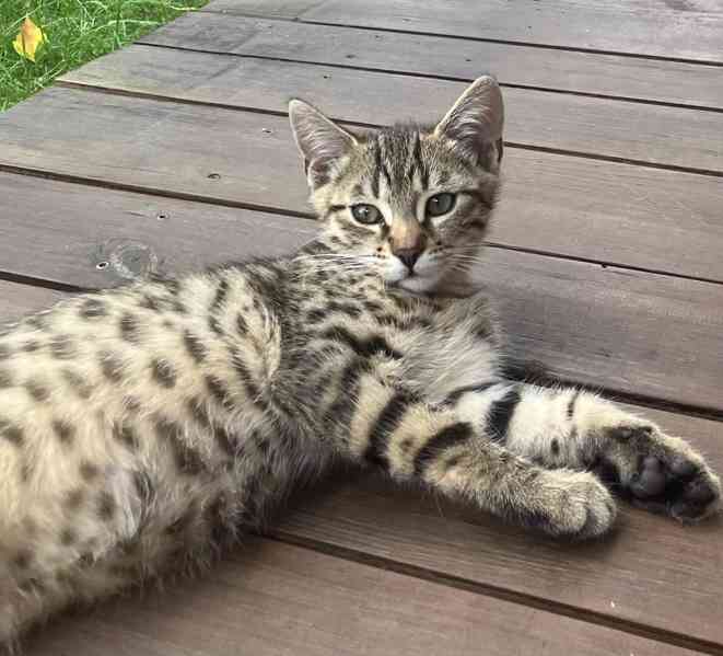 Bengálské kotě - foto 4