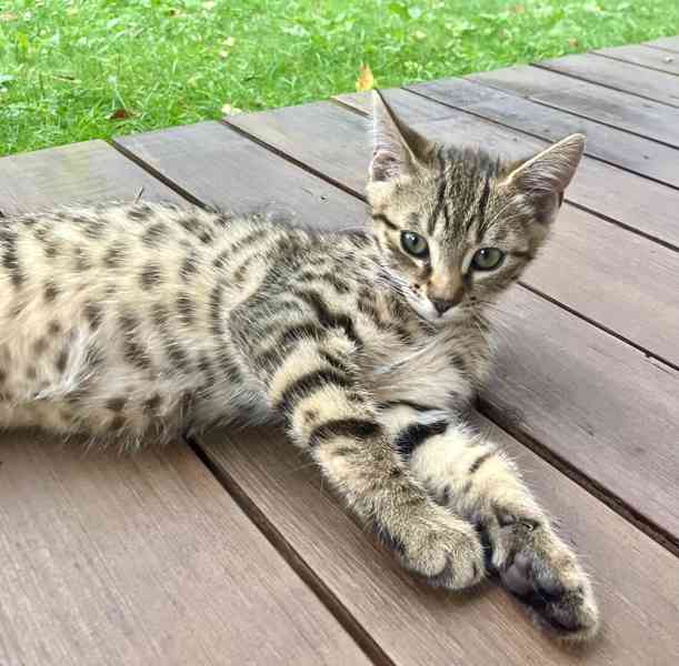 Bengálské kotě - foto 3