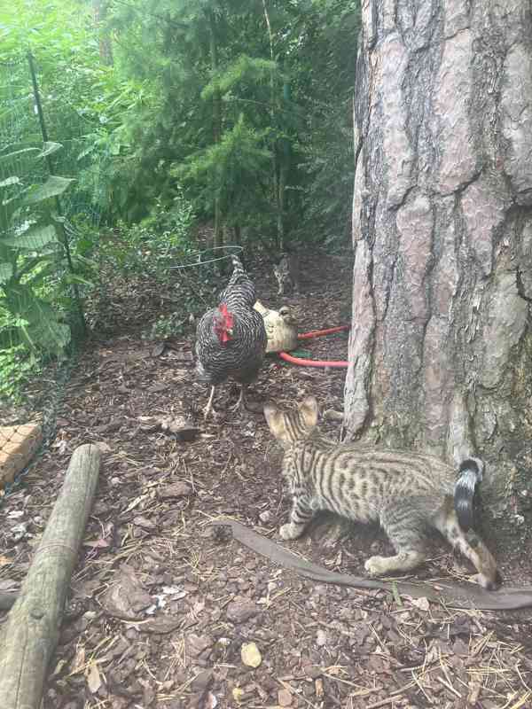 Bengálské kotě - foto 1