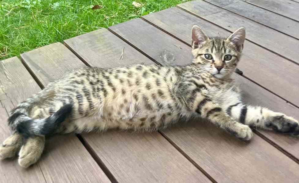 Bengálské kotě - foto 1