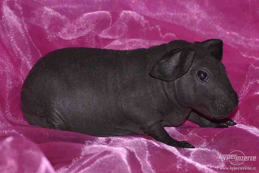 skinny morčata na prodej - foto 1