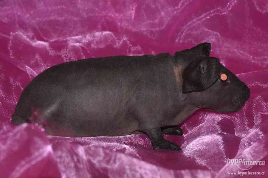 skinny morčata na prodej - foto 2