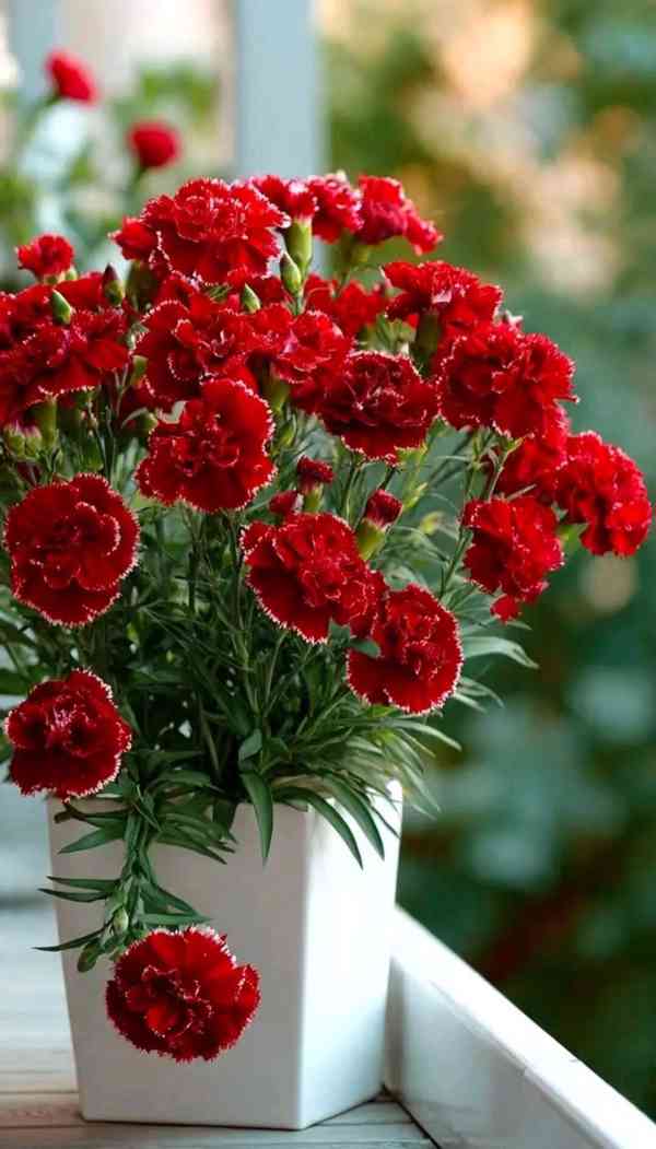 NABÍDKA DARŮ: ŽIVOT PRO KRISTA JE TAK DRAHÝ