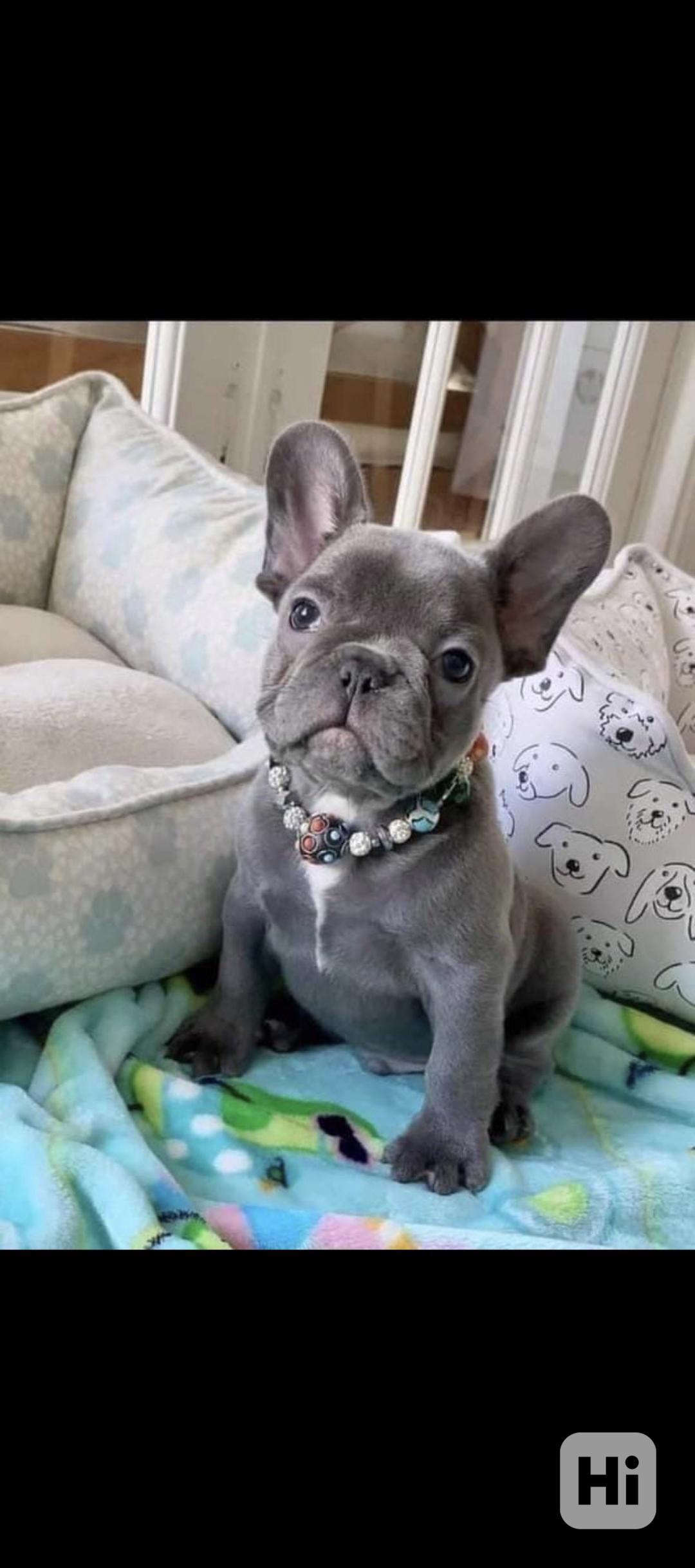 Štěňata francouzského buldočka hledají domov - foto 1