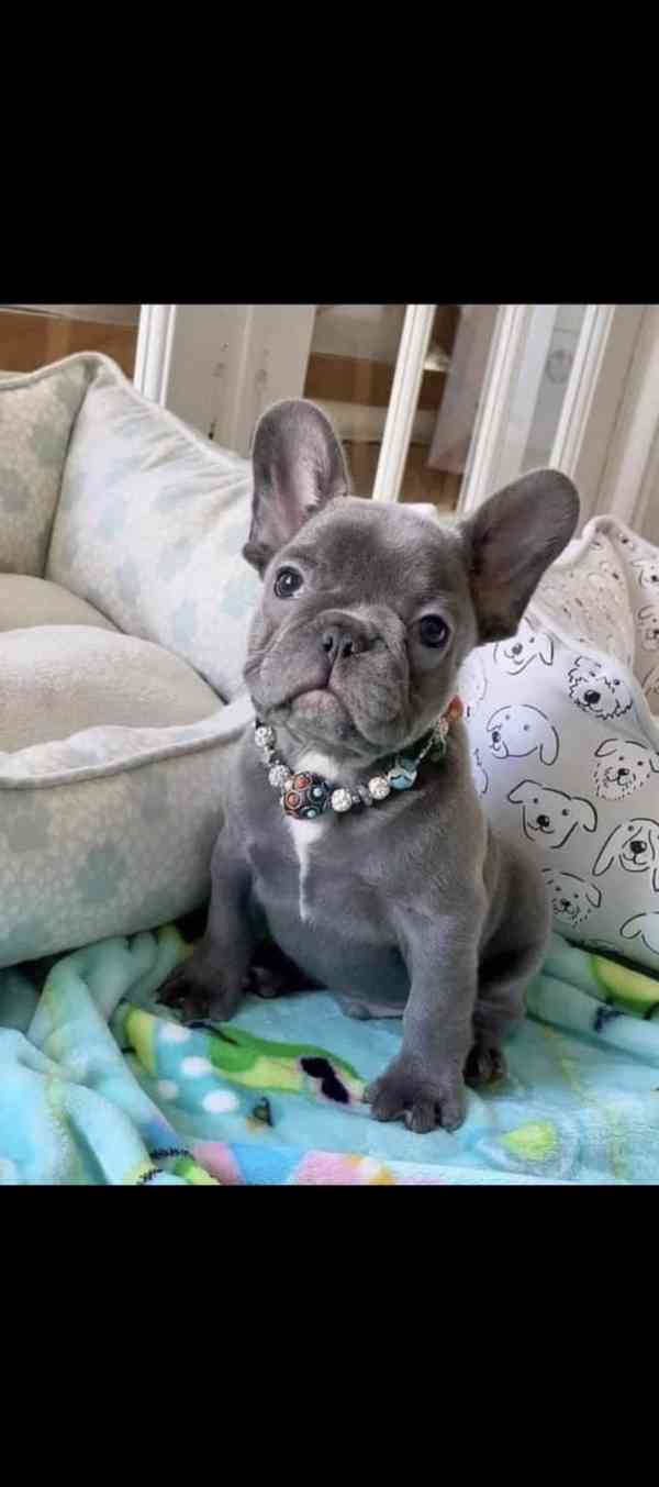 Štěňata francouzského buldočka hledají domov - foto 1