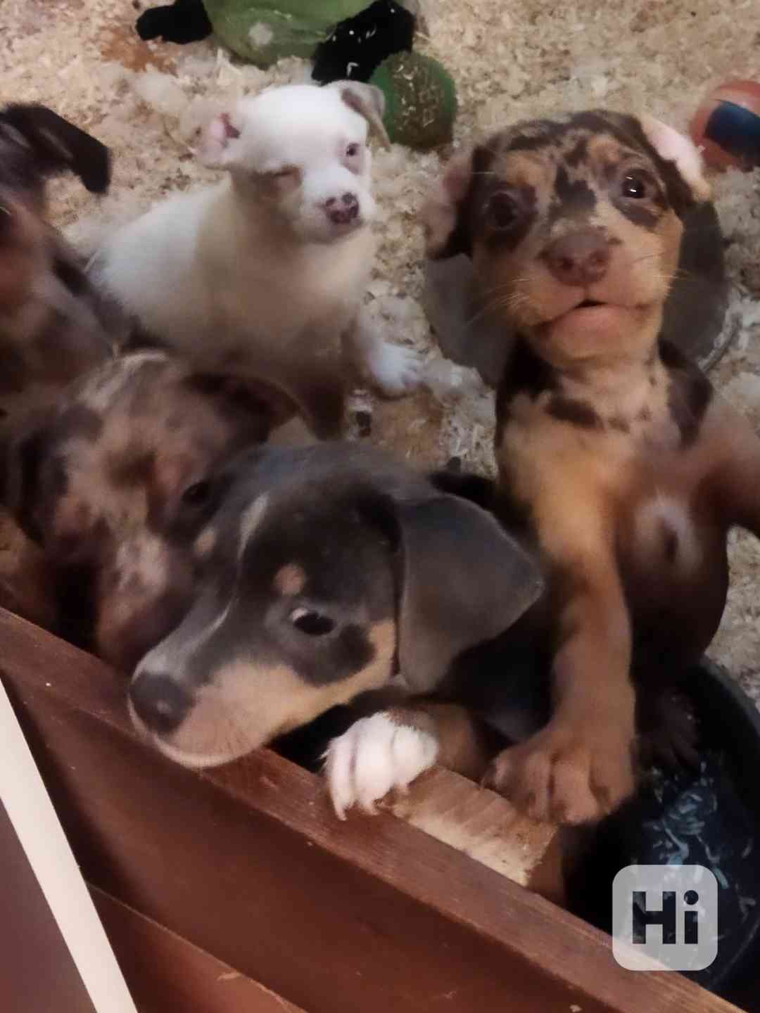 Štěňata kříženci  - foto 1