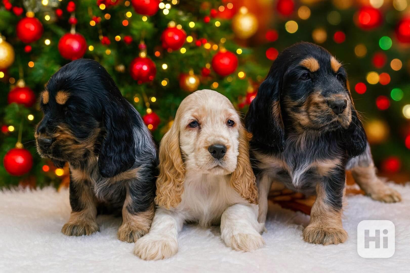 Anglický kokršpaněl barevný  - foto 1