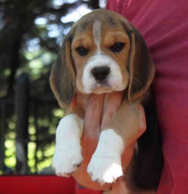 Štěňata bígla - foto 1