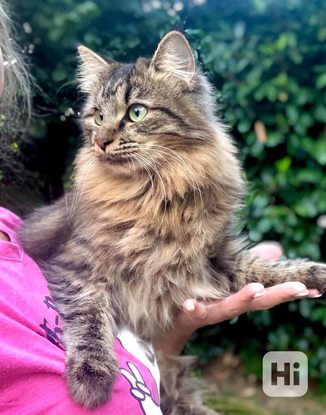 Kurilský Bobtail kočička s PP - foto 1
