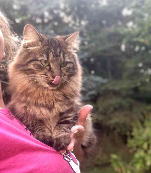 Kurilský Bobtail kočička s PP - foto 4