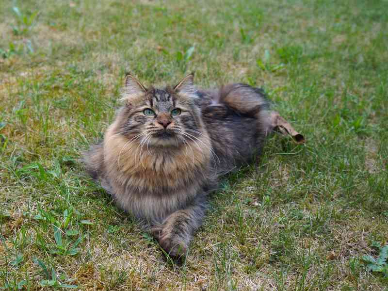 Kurilský Bobtail kočička s PP - foto 3
