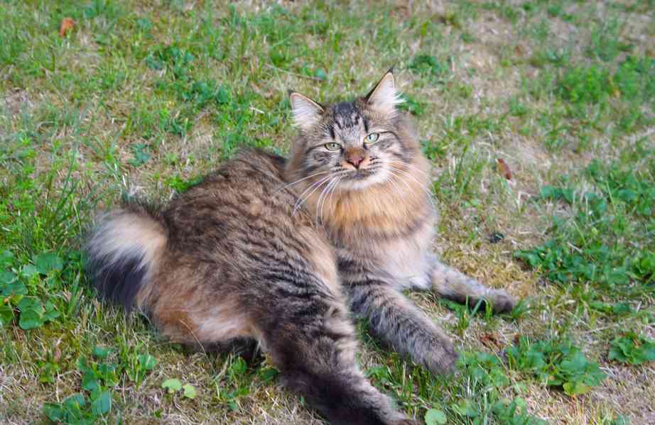 Kurilský Bobtail kočička s PP - foto 7