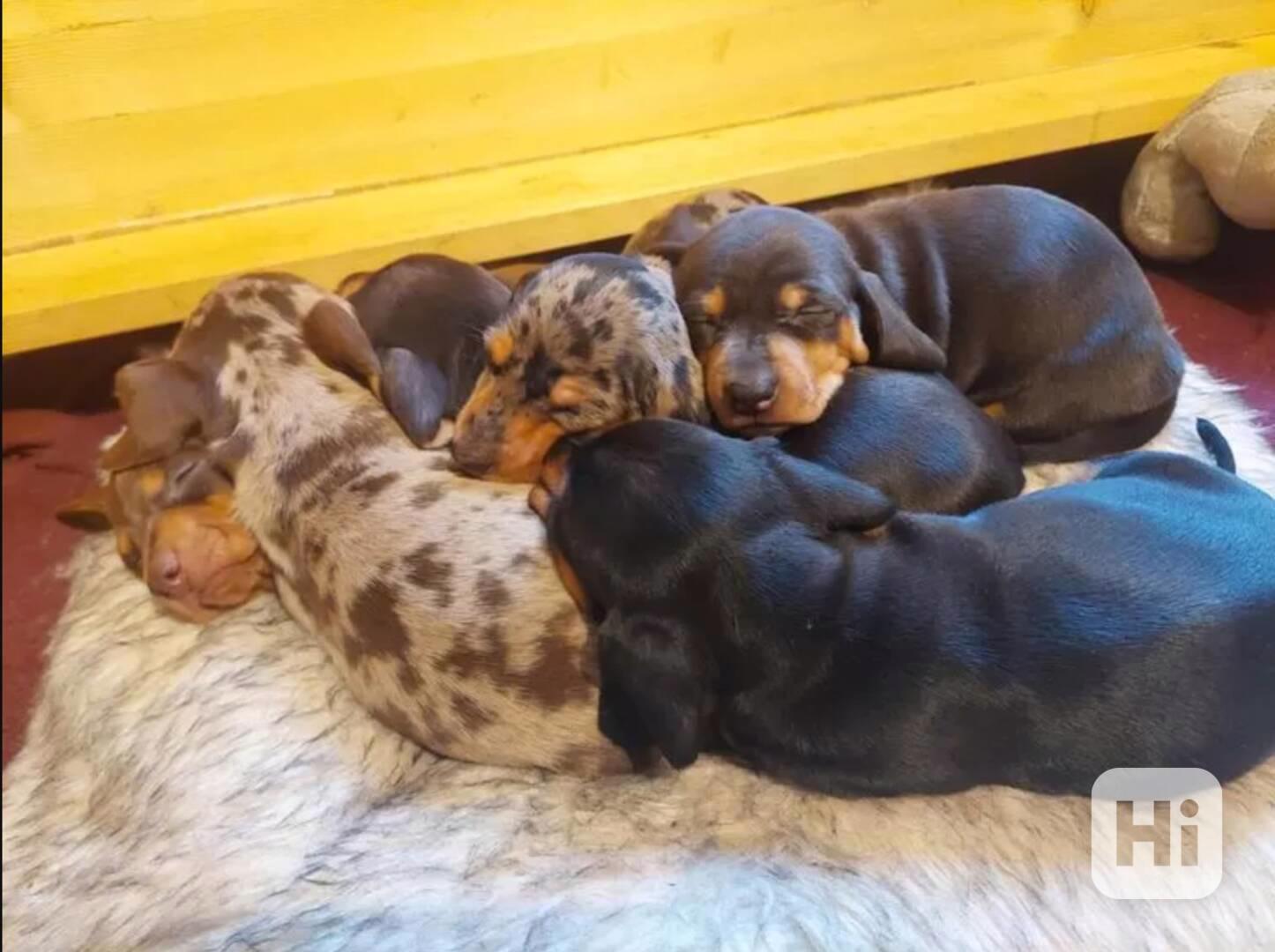 Jezevčík Štěňata - foto 1