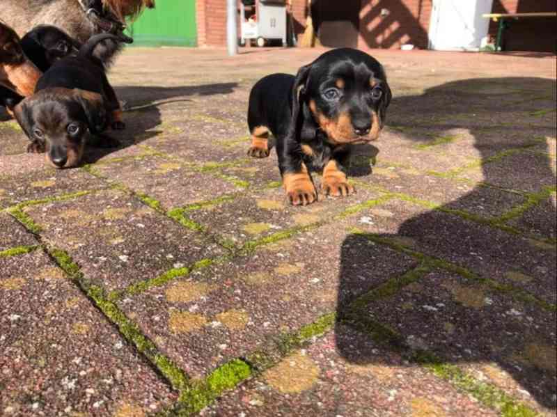 Jezevčík Štěňata - foto 4