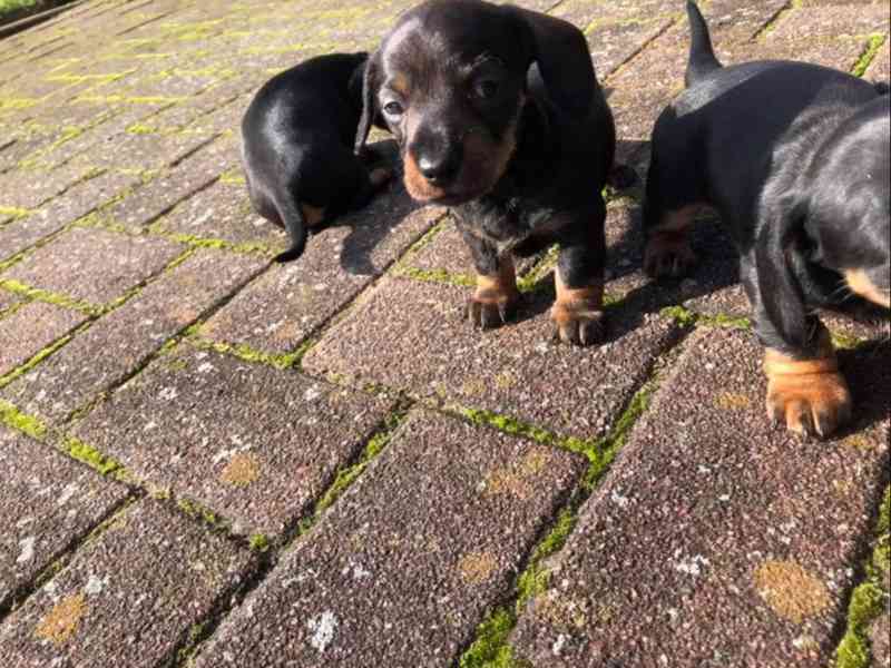 Jezevčík Štěňata - foto 3