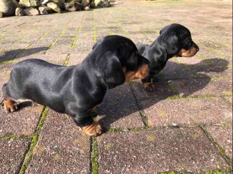 Jezevčík Štěňata - foto 2